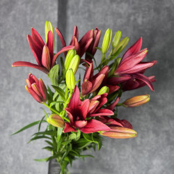 5 красных лилий