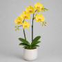 Жёлтая орхидея в горшке